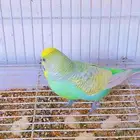 أزواج بادجي منتجه