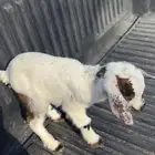 ماعز قزم للبيع