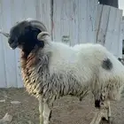 فحل نعيمي مشروط