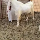 تيس فحل صنف الصنف