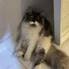 تبني عاجل