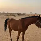 مهر عمره سنه للبيع