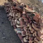 حمله حطب شاص