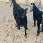 عوارض
