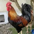 ديك فري سيافي مستوى جدا  جدا  بطل
