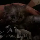 قطه