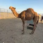حاشي