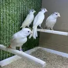 فروخ كناري سوري ابيض( تم البيع)