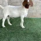 تيوس بورقوت بيور .