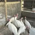 دجاج رومي