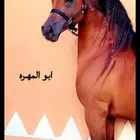 فرس شعبيه تحتها مهره