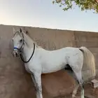 حصان شعبي للبيع