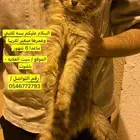 قطه للتبني