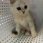 قطه للبيع على السوم
