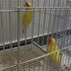 عصفير الروز