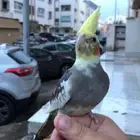 كروان متكلم