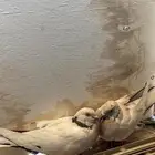 حمام جوز