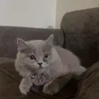 قطط