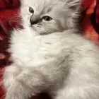 بسس للبيع