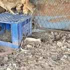 صوص العدد 5 انتاج طبيعي