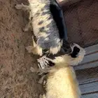 عرض 3رخال نجد