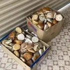 خبز للاغنام