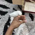 طيور روز ألبينو