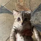 قطين للتبني