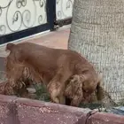 كلب كوكر سبانيل بيور وبيغل بيور مستويات للبيع