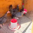 دجاج و ديك فيومي