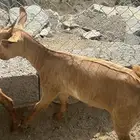 فران و تيوس صغار للبيع الداير بني مالك