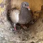 فروخ حمام للبيع فرنسي سلفر زاجل حي عل 25