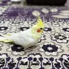 طير كروان