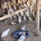 للبيع