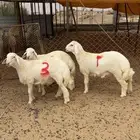 مشاريع فحول حريات( تم البيع)