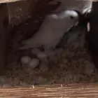 ببغاء روز للبيع