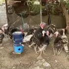 دجاج رومي للبيع العدد 20