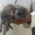 للبيع قطه مع ابنائها اربعه