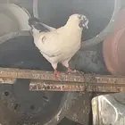 جوز كنق معه فرخ