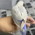 ببغاء روز اليف جدا لون مميز جداا
