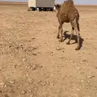 حاشي لباني على حليب امه