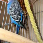 عصفور للبيع