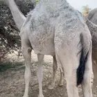 قعود كفووو على حليب أمه والبرسيم