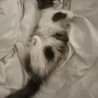قطط