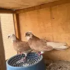 قنادي