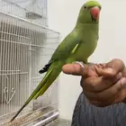 دره انثى اليف ( ما يعرف العض)