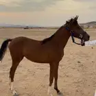 مهره شعبيه