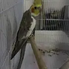 للبيع كروان