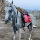 خيل شعبي