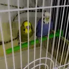 طيور الحب نظيفه وحالتها الصحيه ممتازه الحمدلله